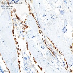 Anti-Osteocalcin Mouse mAb - 100 µL