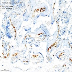 Anti-Osteocalcin Mouse mAb - 100 µL
