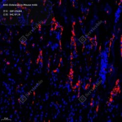 Anti-Osteocalcin Mouse mAb - 100 µL