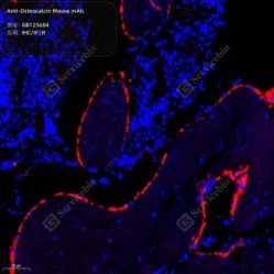 Anti-Osteocalcin Mouse mAb - 100 µL