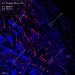 Anti-Osteocalcin Mouse mAb - 100 µL