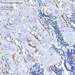 Anti-Osteocalcin Rabbit pAb - 50 µL