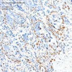Anti-Osteoprotegerin Rabbit pAb - 100 µL