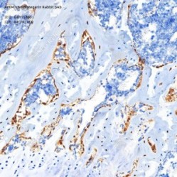 Anti-Osteoprotegerin Rabbit pAb - 100 µL