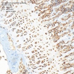 Recombinant Anti-BMP2 antibody (Rabbit mAb) - 100 µL