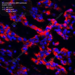 Recombinant Anti-BMP2 antibody (Rabbit mAb) - 100 µL