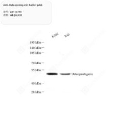 Anti-Osteoprotegerin Rabbit...