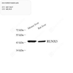 Anti-RUNX3 Rabbit pAb - 50 µL