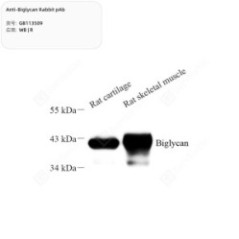 Anti-Biglycan Rabbit pAb -...