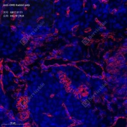 Anti-OMD Rabbit pAb - 50 µL