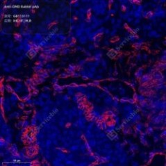 Anti-OMD Rabbit pAb - 50 µL