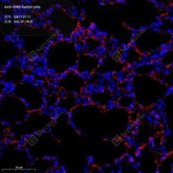 Anti-OMD Rabbit pAb - 50 µL