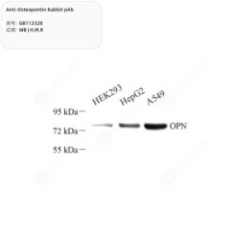 Anti-Osteopontin Rabbit pAb...