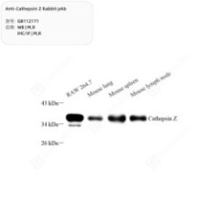 Anti-Cathepsin Z Rabbit pAb...