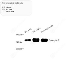 Anti-Cathepsin Z Rabbit pAb - 50 µL