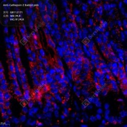 Anti-Cathepsin Z Rabbit pAb - 50 µL