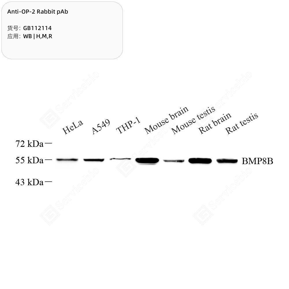Anti-OP-2 Rabbit pAb - 50 µL