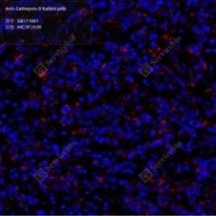 Anti-Cathepsin D Rabbit pAb...