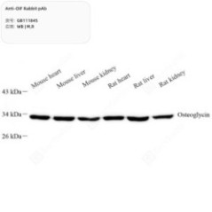 Anti-OIF Rabbit pAb - 50 µL