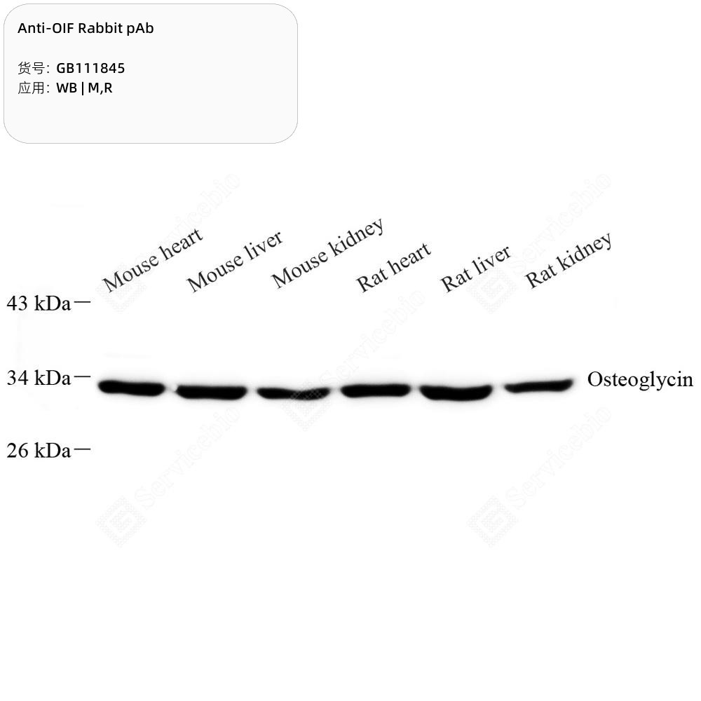 Anti-OIF Rabbit pAb - 50 µL