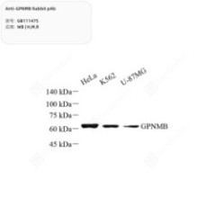 Anti-GPNMB Rabbit pAb - 50 µL