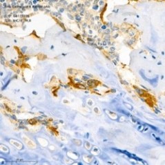 Anti-Cathepsin K Rabbit pAb...