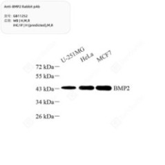 Anti-BMP2 Rabbit pAb - 50 µL