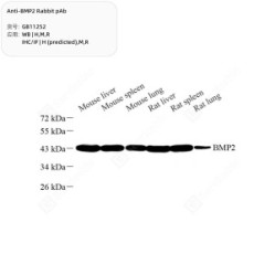Anti-BMP2 Rabbit pAb - 50 µL