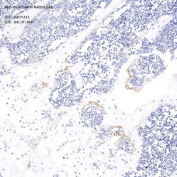 Anti-Osteocalcin Rabbit pAb - 50 µL