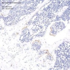 Anti-Osteocalcin Rabbit pAb...