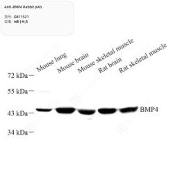Anti-BMP4 Rabbit pAb - 50 µL