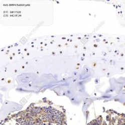 Anti-BMP4 Rabbit pAb - 50 µL