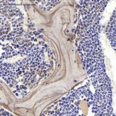 Anti-Osteopontin Rabbit pAb...