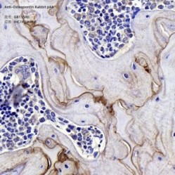 Anti-Osteopontin Rabbit pAb - 50 µL