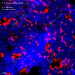 Anti-Osteopontin Rabbit pAb - 50 µL