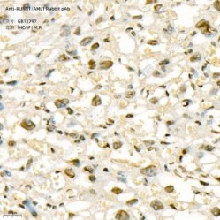 Anti-RUNX1/AML1 Rabbit pAb - 50 µL
