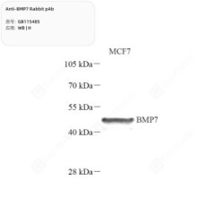 Anti-BMP7 Rabbit pAb - 100 µL