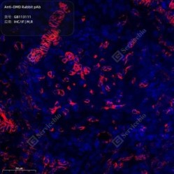 Anti-OMD Rabbit pAb - 100 µL