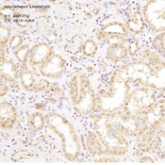 Anti-Cathepsin V Rabbit pAb...