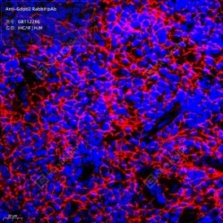 Anti-Gdpd2 Rabbit pAb - 100 µL