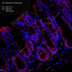 Anti-Cathepsin Z Rabbit pAb - 100 µL