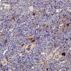 Anti-BMP4 Rabbit pAb - 100 µL