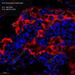 Anti-Osteopontin Rabbit pAb - 100 µL