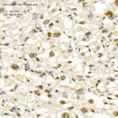 Anti-RUNX1/AML1 Rabbit pAb...