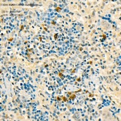 Anti-RUNX1/AML1 Rabbit pAb - 100 µL