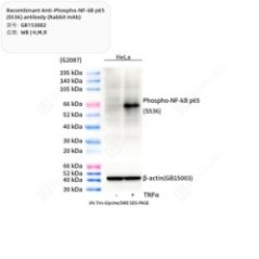 Recombinant...