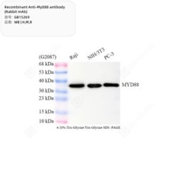 Recombinant Anti-MyD88 antibody (Rabbit mAb) - 50 µL