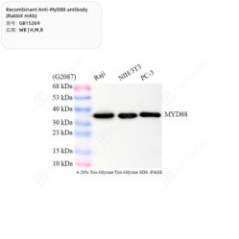 Recombinant Anti-MyD88...