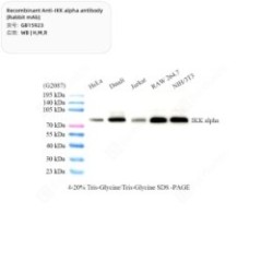 Recombinant Anti-IKK alpha...