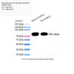Recombinant Anti-IKK alpha antibody (Rabbit mAb) - 50 µL